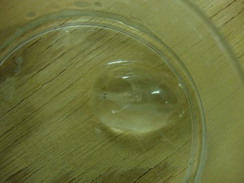 Check out the krill INSIDE this ctenophore!
