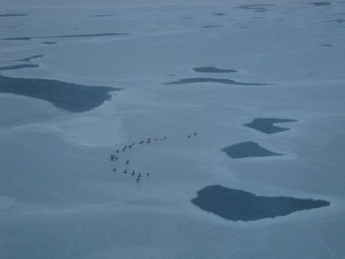 A flock of Spectacled Eiders