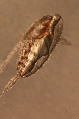 Male copepod
