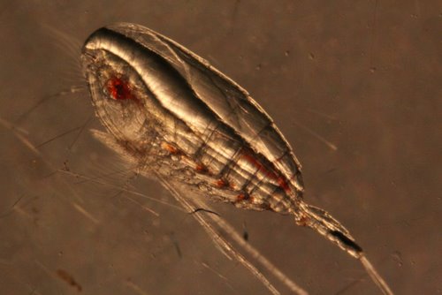 Female copepod