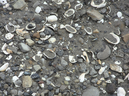 Sea shells in the sediments.