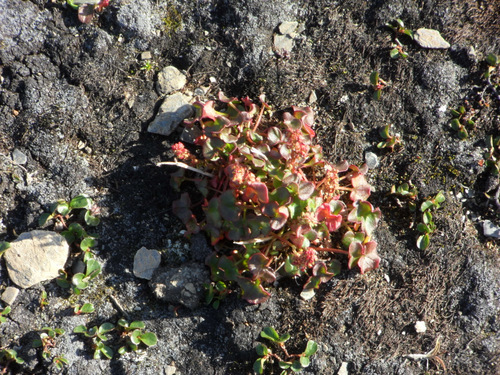 Another plant which can survive arctic tundra conditions.