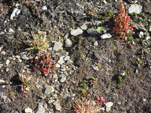 Arctic tundra grasses.