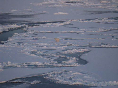 Polar bear sighting