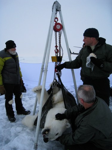Weighing the bear