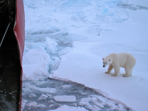 Polar Bear and the Polar Sea