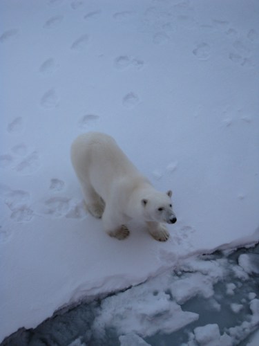 Curious Polar Bear