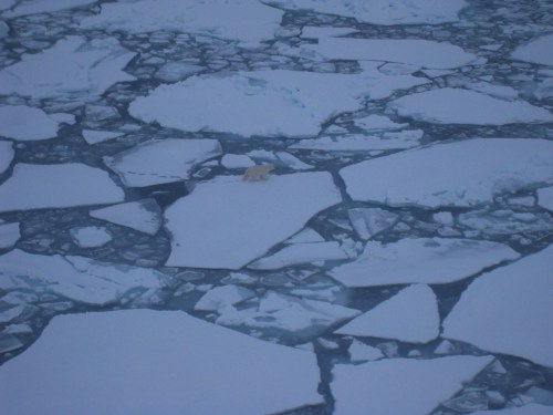 Polar bear on small ice pieces