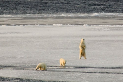 Polar bear and her cubs