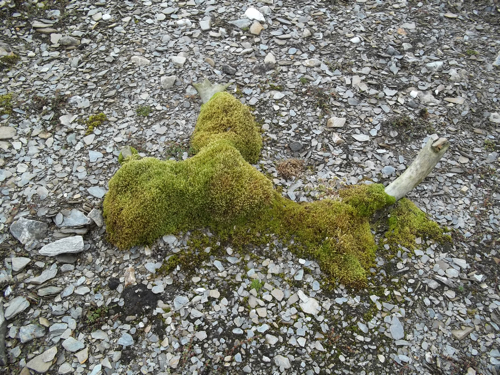An old reindeer antler covered in moss. 