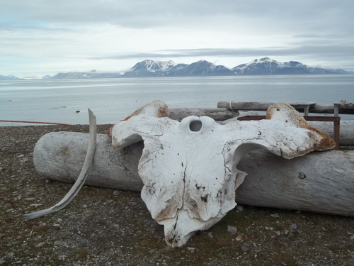 Whale bones along the Kapp Linne coast