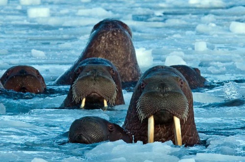 Female and Yearling Walrus