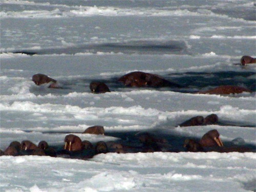 Eighty Walrus Bobbing in the Water
