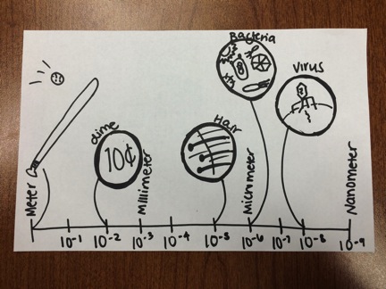Bacteria Scale
