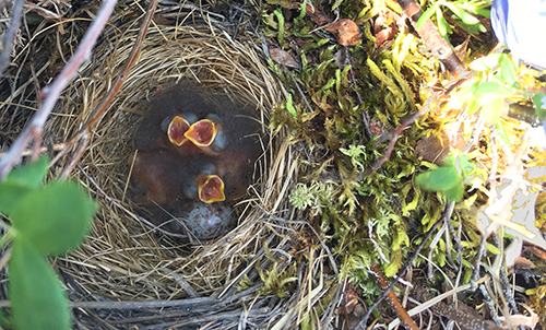 Nest of 3 babies. 