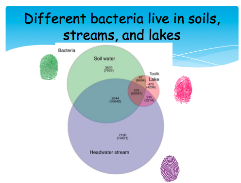 different bacteria in soils, streams, lakes