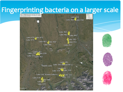 Bacteria survey sites are large scale version of I-series. 