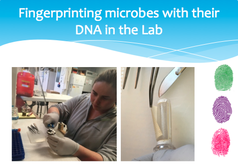 fingerprinting microbes in lab