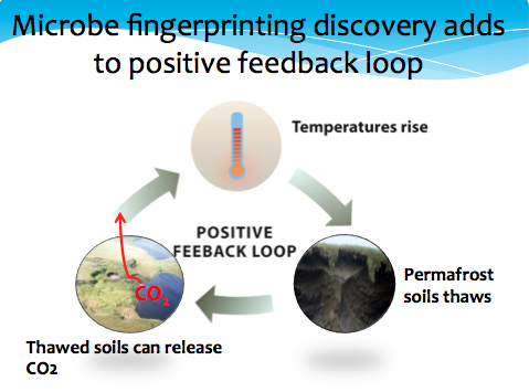 Permafrost thawing feedback loop