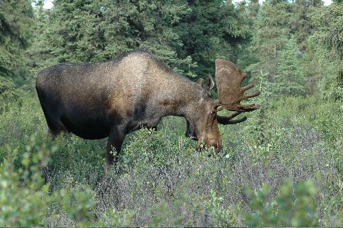 Moose in our Campground