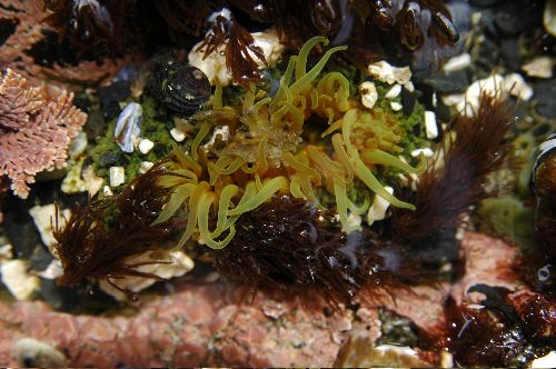  Sea Anemone           (Actinia species)
