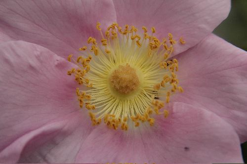 Prickley Rose               (Rosa acicularis)