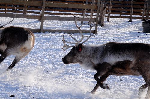 Reindeer on the Run! 