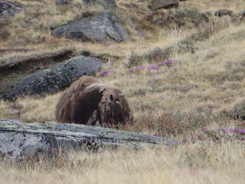 Back of a Musk Ox