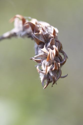 Salix Glauca (gray leaf willow) female catkin (where all the seeds are)