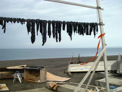 Caribou Meat Being Dried