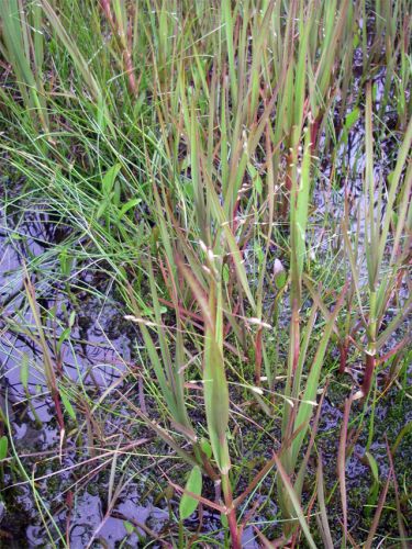 Tundra Grass Seed 