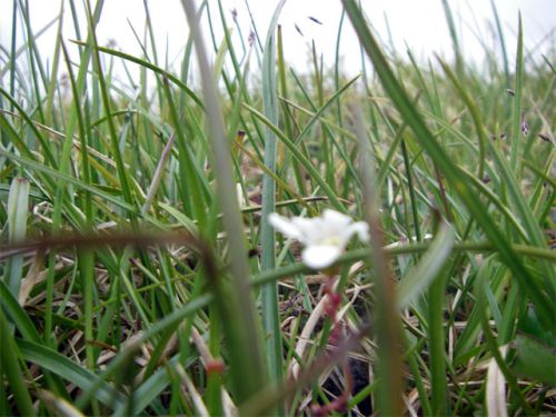Grass, Moss, White Flower