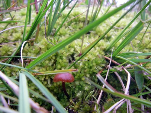 Moss and Red Fungus