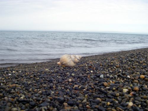 Lone Shell on the Beach