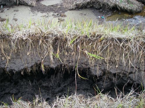 Organic Layers of Soils