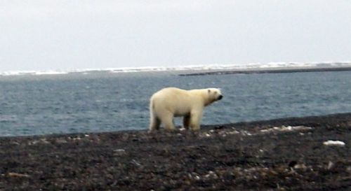 Polar Bear ALERT
