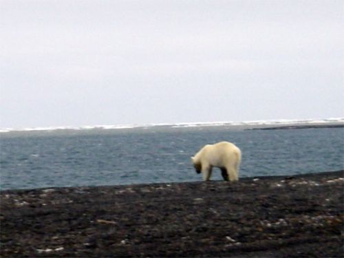 Polar Bear Heading Our For a Swim