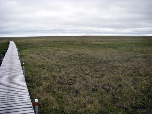 The Tundra Boardwalk Stretches On…