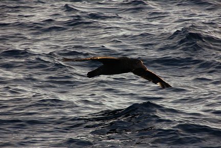 A Southern Antarctic Petrel