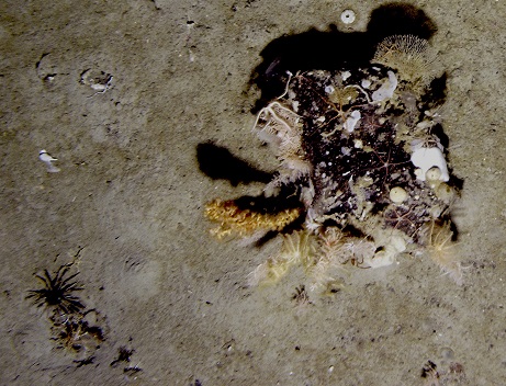 A single boulder teaming with sponges, bryozoan and brittle stars