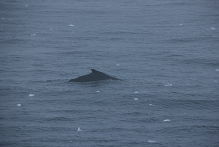 A Minke whale surfacing off the starboard side. Photo by David Gwyther
