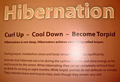 Hibernation Poster