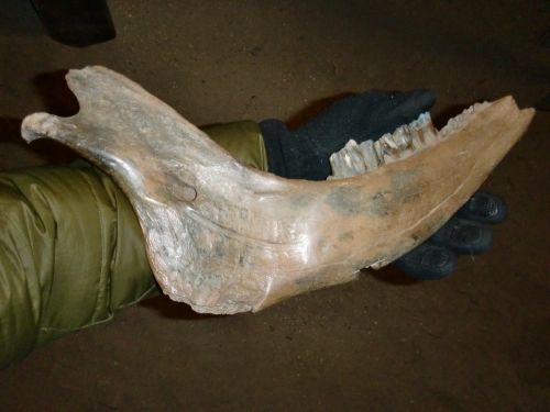 Steppe bison jaw.
