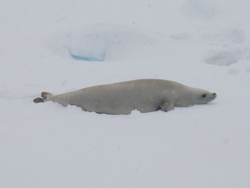 A crabeater seal welcomes the science teams to HIS sea ice floe!