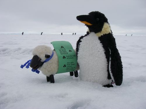 Shamus and Oden Enjoy Company on the Sea Ice of McMurdo Sound