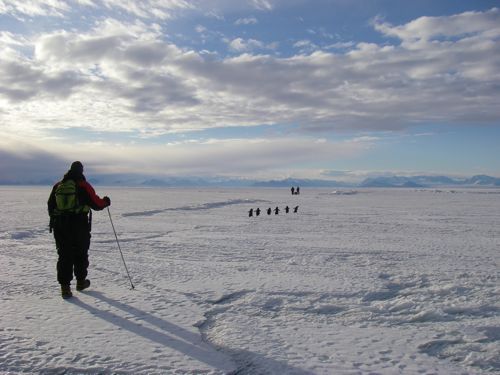 Hiking Across the Sea Ice in Search of Weddell Seals