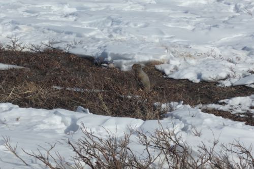 Arctic ground Squirrel
