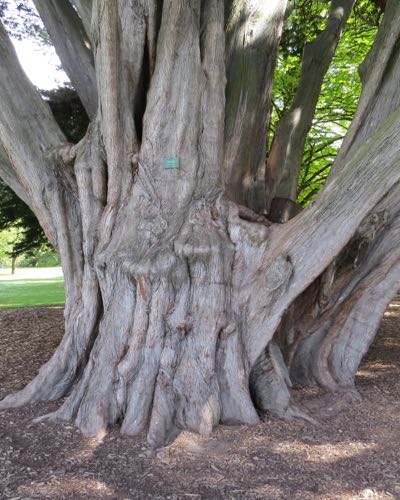 Large tree trunk