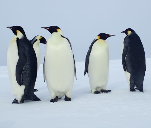 Penguins being cute