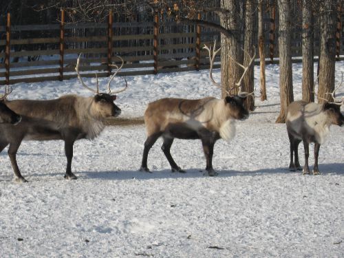 reindeer.JPG